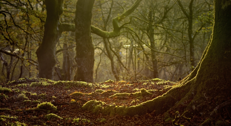 Lochwood Woods by James Johnstone