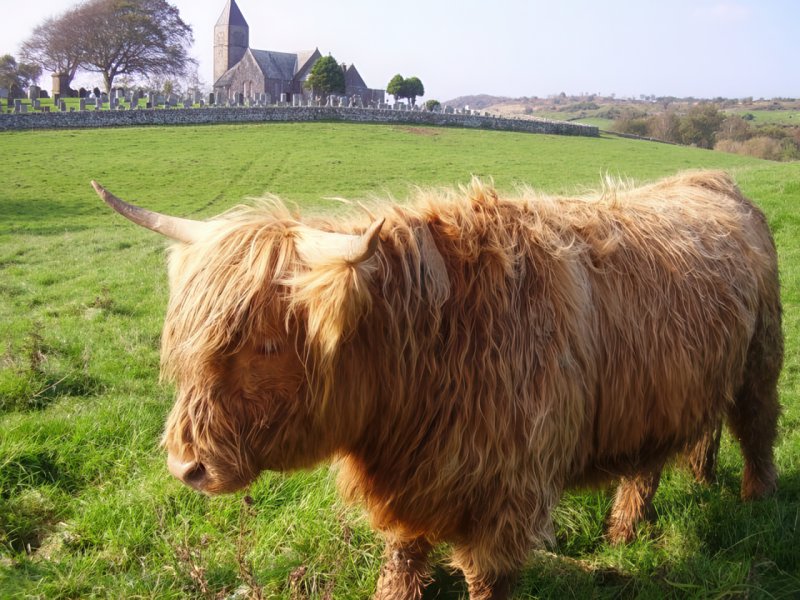 Highland Cow at Colvend Kirk by Trevor Kirtley