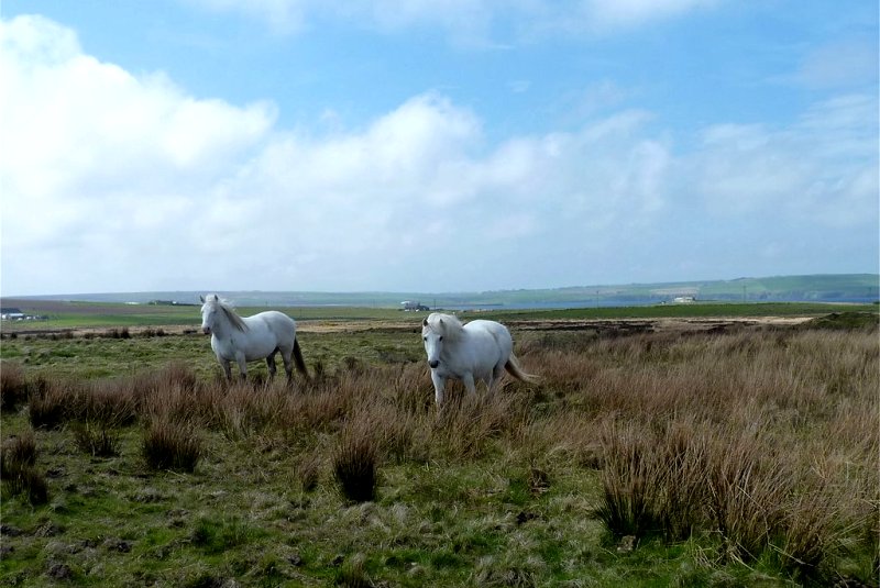 Tankerness, Orkney by James Allan