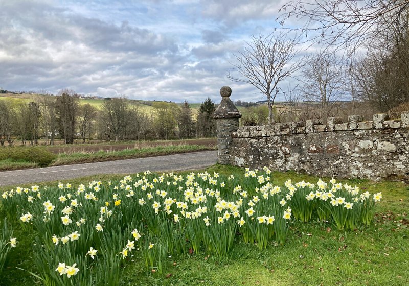 Daffodils by Fodderty Cemetery by Julian Paren