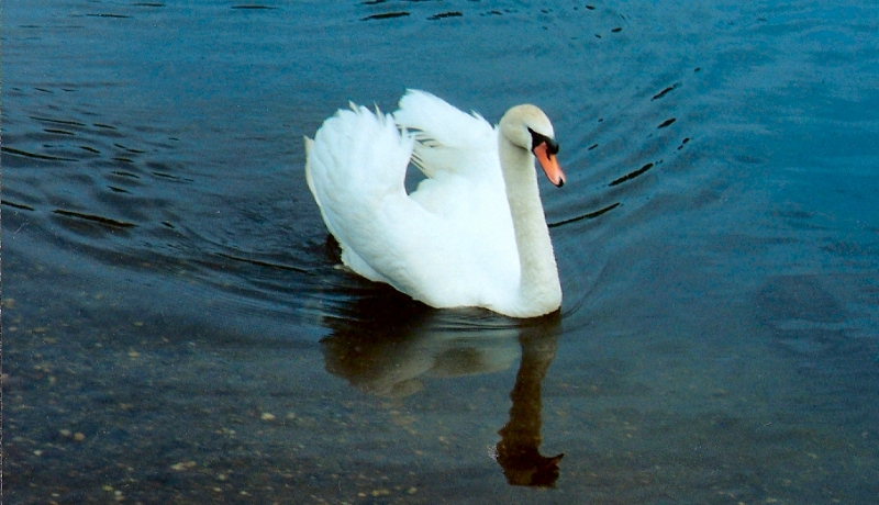 Lake Menteith by Susan Wallace